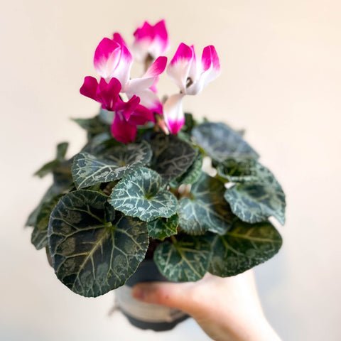 Cyclamen persicum x hybrida 'Indiaka® Magenta Pink' - British Grown - Sprouts of Bristol