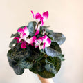 Cyclamen persicum x hybrida 'Indiaka® Magenta Pink' - British Grown - Sprouts of Bristol