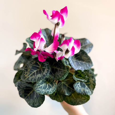 Cyclamen persicum x hybrida 'Indiaka® Magenta Pink' - British Grown - Sprouts of Bristol