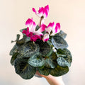 Cyclamen persicum x hybrida 'Indiaka® Magenta Pink' - British Grown - Sprouts of Bristol