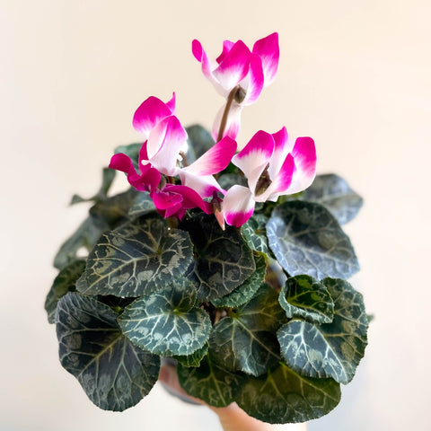 Cyclamen persicum x hybrida 'Indiaka® Magenta Pink' - British Grown - Sprouts of Bristol