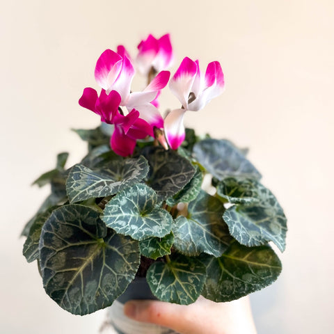 Cyclamen persicum x hybrida 'Indiaka® Magenta Pink' - British Grown - Sprouts of Bristol