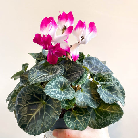 Cyclamen persicum x hybrida 'Indiaka® Magenta Pink' - British Grown - Sprouts of Bristol