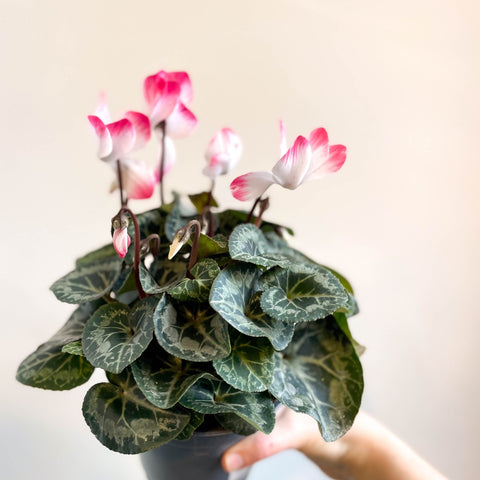 Cyclamen persicum x hybrida 'Indiaka® Salmon Pink' - British Grown - Sprouts of Bristol