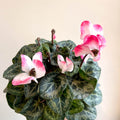 Cyclamen persicum x hybrida 'Indiaka® Salmon Pink' - British Grown - Sprouts of Bristol