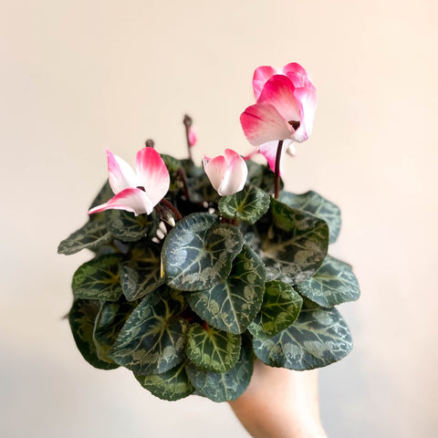 Cyclamen persicum x hybrida 'Indiaka® Salmon Pink' - British Grown - Sprouts of Bristol