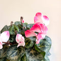 Cyclamen persicum x hybrida 'Indiaka® Salmon Pink' - British Grown - Sprouts of Bristol