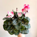 Cyclamen persicum x hybrida 'Indiaka® Salmon Pink' - British Grown - Sprouts of Bristol