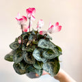 Cyclamen persicum x hybrida 'Indiaka® Salmon Pink' - British Grown - Sprouts of Bristol