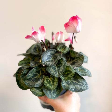 Cyclamen persicum x hybrida 'Indiaka® Salmon Pink' - British Grown - Sprouts of Bristol