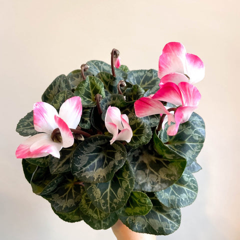 Cyclamen persicum x hybrida 'Indiaka® Salmon Pink' - British Grown - Sprouts of Bristol