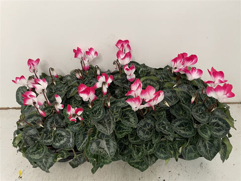 Cyclamen 'Pink Tips' - British Grown - Sprouts of Bristol