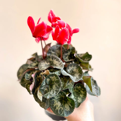 Cyclamen 'Red Wine' - British Grown - Sprouts of Bristol