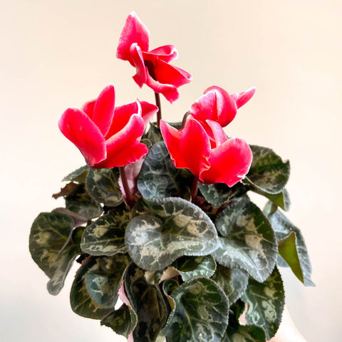 Cyclamen 'Red Wine' - British Grown - Sprouts of Bristol