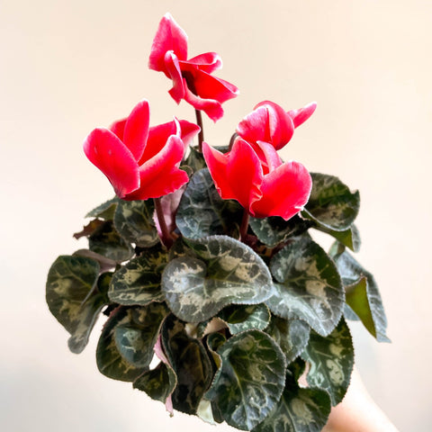 Cyclamen 'Red Wine' - British Grown - Sprouts of Bristol