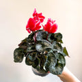 Cyclamen 'Red Wine' - British Grown - Sprouts of Bristol