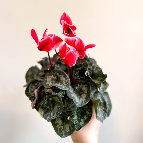 Cyclamen 'Red Wine' - British Grown - Sprouts of Bristol