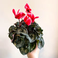 Cyclamen 'Red Wine' - British Grown - Sprouts of Bristol