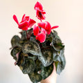 Cyclamen 'Red Wine' - British Grown - Sprouts of Bristol