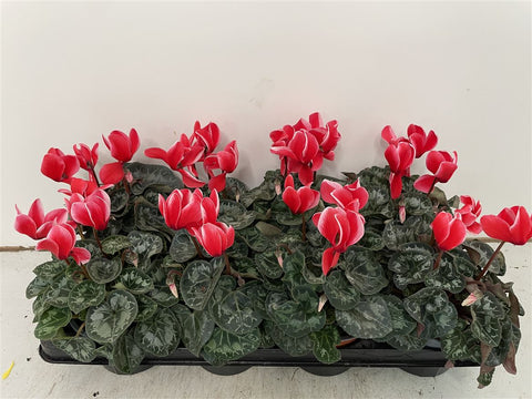 Cyclamen 'Red Wine' - British Grown - Sprouts of Bristol