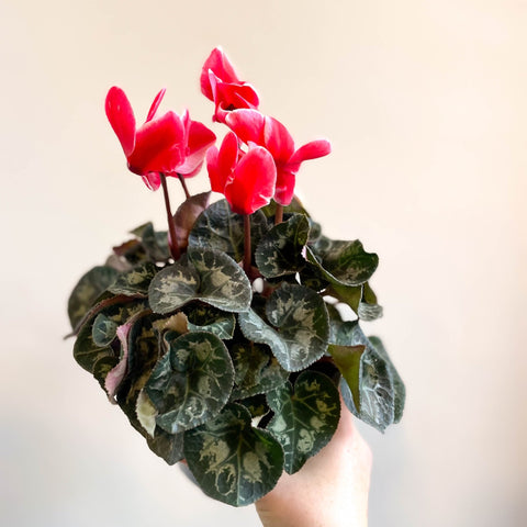 Cyclamen 'Red Wine' - British Grown - Sprouts of Bristol