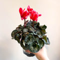 Cyclamen 'Red Wine' - British Grown - Sprouts of Bristol