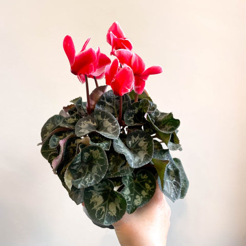 Cyclamen 'Red Wine' - British Grown - Sprouts of Bristol