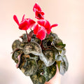 Cyclamen 'Red Wine' - British Grown - Sprouts of Bristol