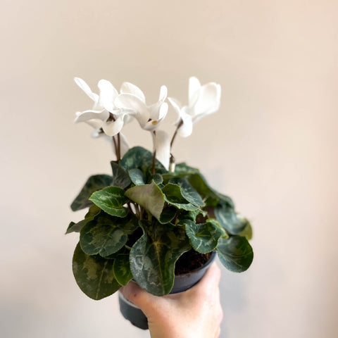 Cyclamen 'White' - British Grown - Sprouts of Bristol