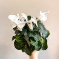 Cyclamen 'White' - British Grown - Sprouts of Bristol