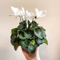 Cyclamen 'White' - British Grown - Sprouts of Bristol