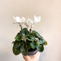 Cyclamen 'White' - British Grown - Sprouts of Bristol