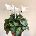 Cyclamen 'White' - British Grown - Sprouts of Bristol