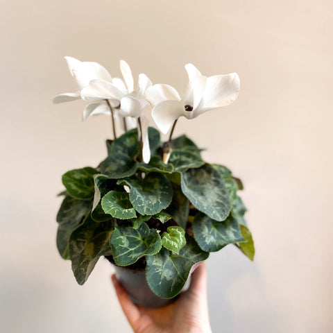 Cyclamen 'White' - British Grown - Sprouts of Bristol