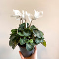 Cyclamen 'White' - British Grown - Sprouts of Bristol