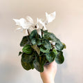 Cyclamen 'White' - British Grown - Sprouts of Bristol