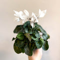 Cyclamen 'White' - British Grown - Sprouts of Bristol