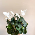 Cyclamen 'White' - British Grown - Sprouts of Bristol