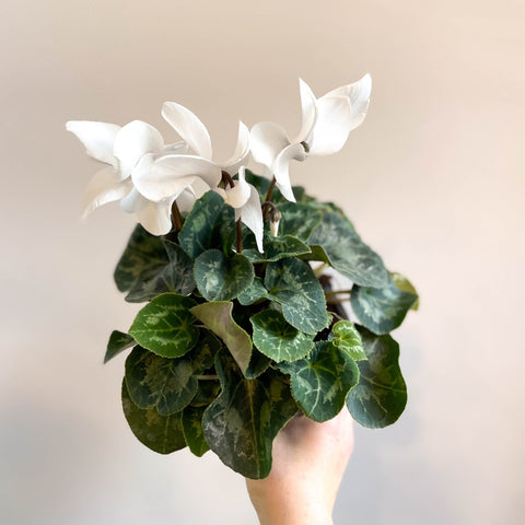 Cyclamen 'White' - British Grown - Sprouts of Bristol