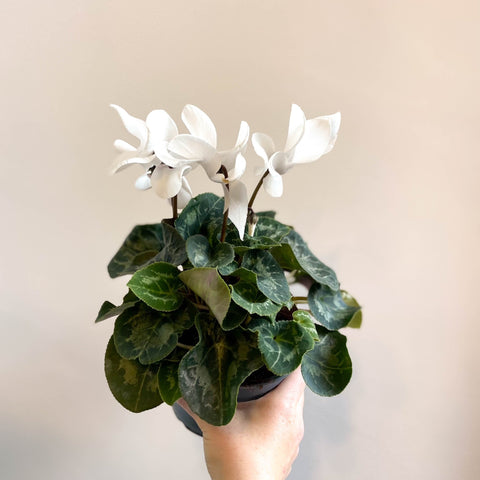 Cyclamen 'White' - British Grown - Sprouts of Bristol