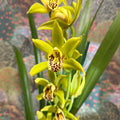 Cymbidium – Green Boat Orchid - Sprouts of Bristol