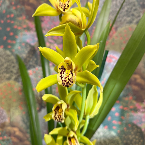 Cymbidium – Green Boat Orchid - Sprouts of Bristol