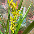 Cymbidium – Green Boat Orchid - Sprouts of Bristol