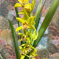 Cymbidium – Green Boat Orchid - Sprouts of Bristol