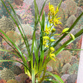 Cymbidium – Green Boat Orchid - Sprouts of Bristol
