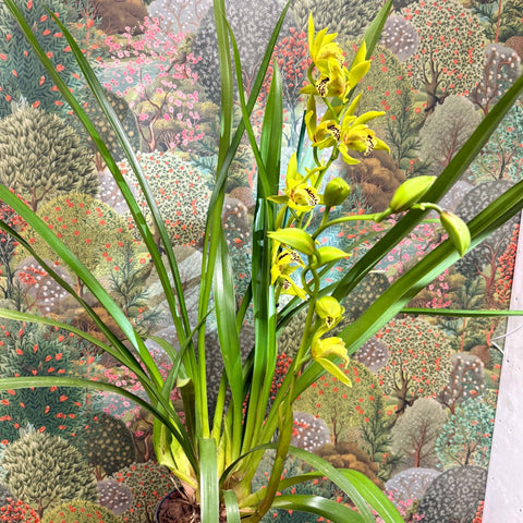 Cymbidium – Green Boat Orchid - Sprouts of Bristol