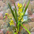 Cymbidium – Green Boat Orchid - Sprouts of Bristol