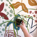 Cymbopogon citratus - Lemon Grass - Cotswolds Grown Culinary Herbs - Sprouts of Bristol