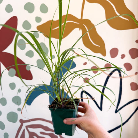 Cymbopogon citratus - Lemon Grass - Cotswolds Grown Culinary Herbs - Sprouts of Bristol