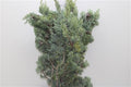 Cypress Blue - Christmas Craft Wreath Florist Festive Decoration - Fresh Foliage - Sprouts of Bristol